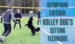 volley dog setting