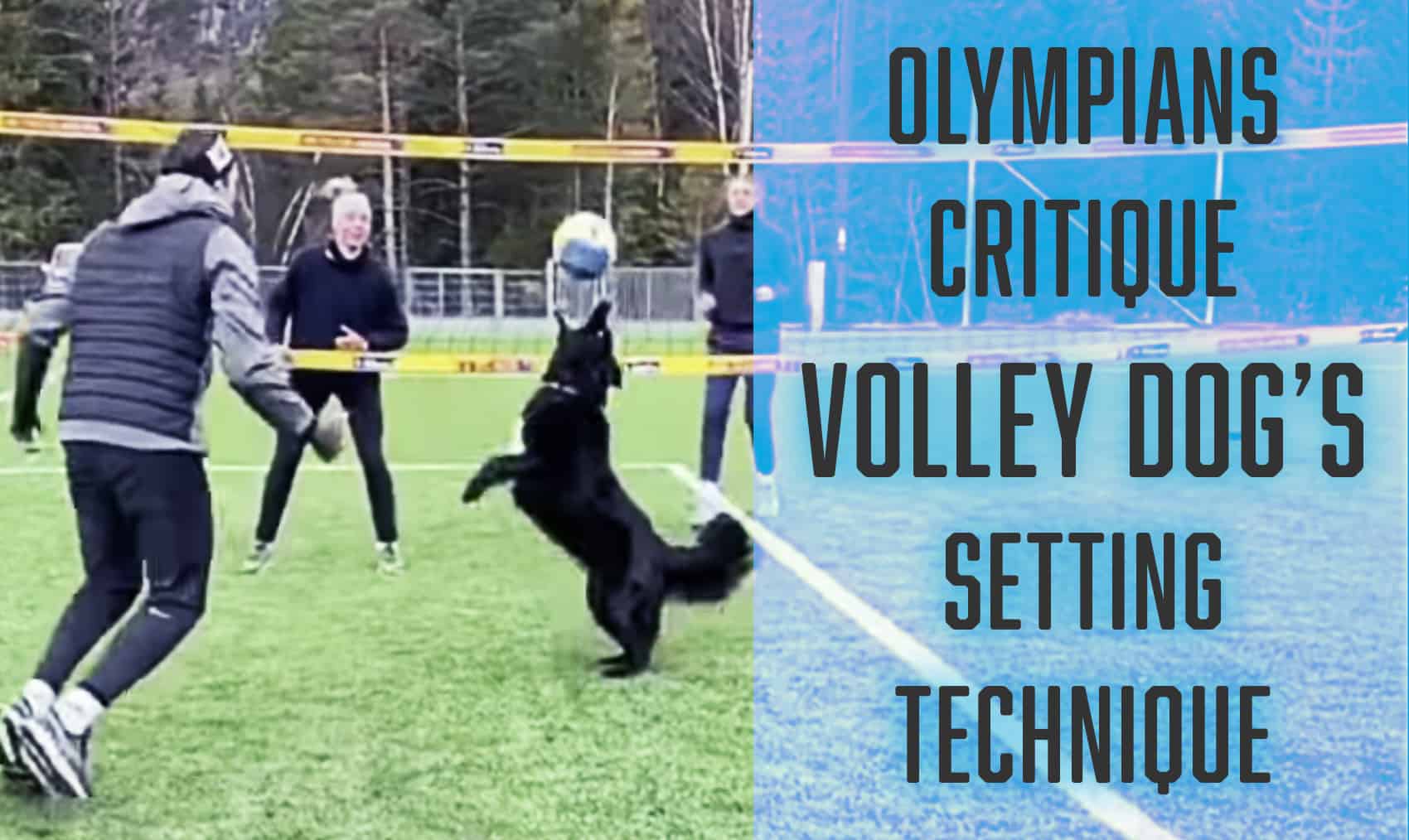 volley dog